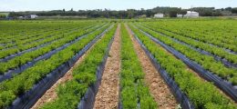Stevia del Condado se lanza a la exportación en Europa