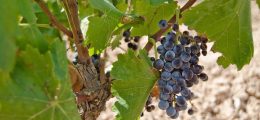 Los ‘Grandes Vinos’ de Cariñena que se beben en los cinco continentes